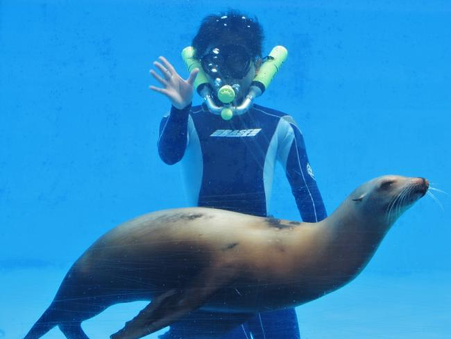 アシカの水中ショー