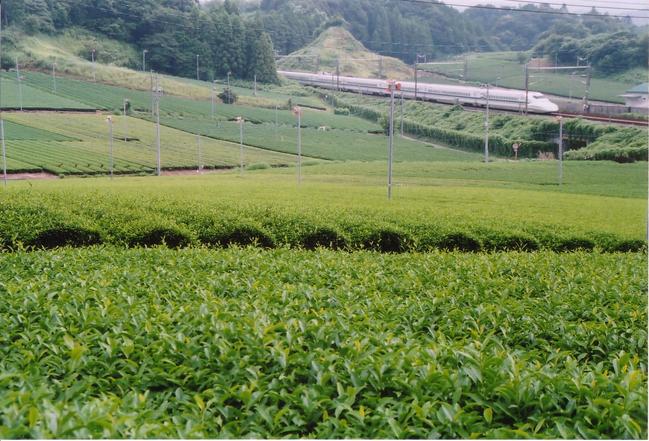 新幹線の見える茶園