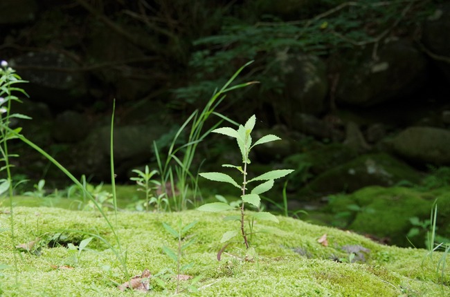 佐野川（苔むした石）