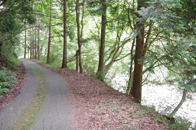 佐野川周辺林道