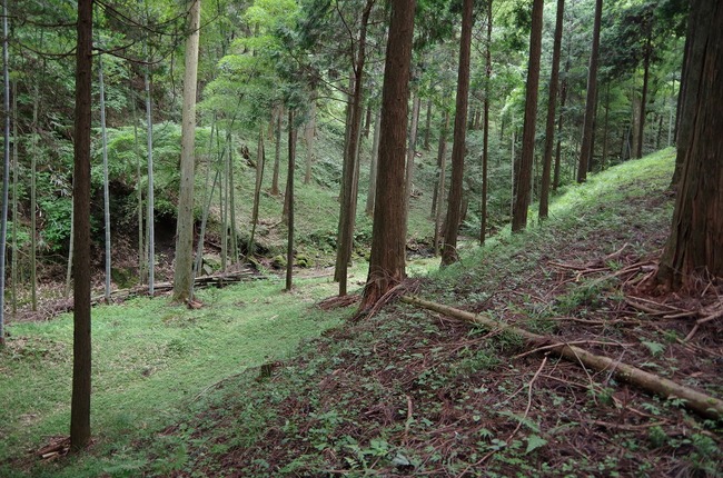 佐野川周辺林道3