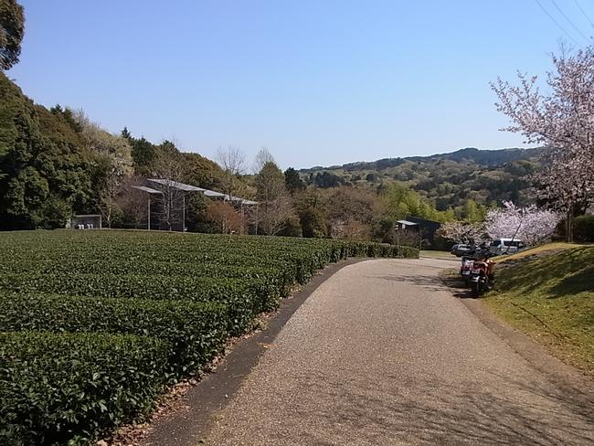 茶畑