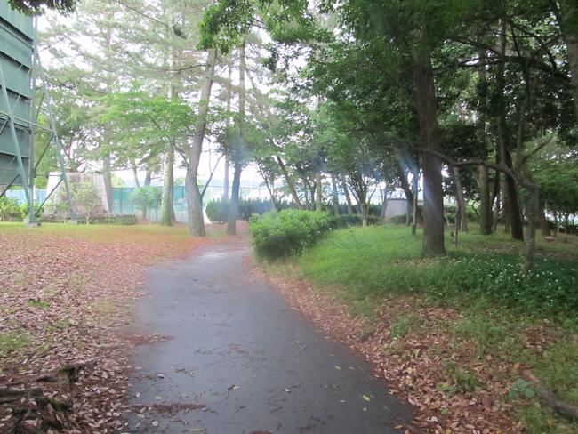 遊歩道　林