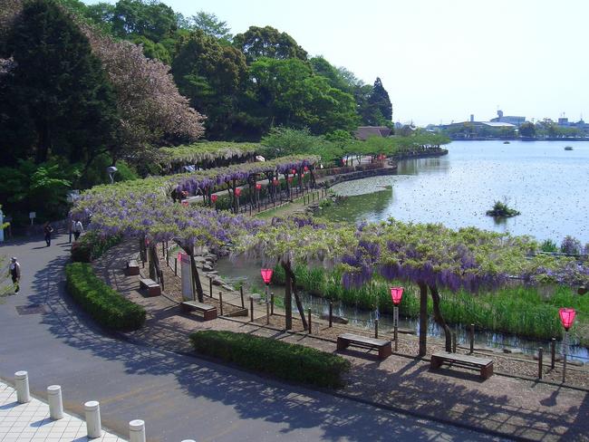 ②蓮華寺池公園　藤