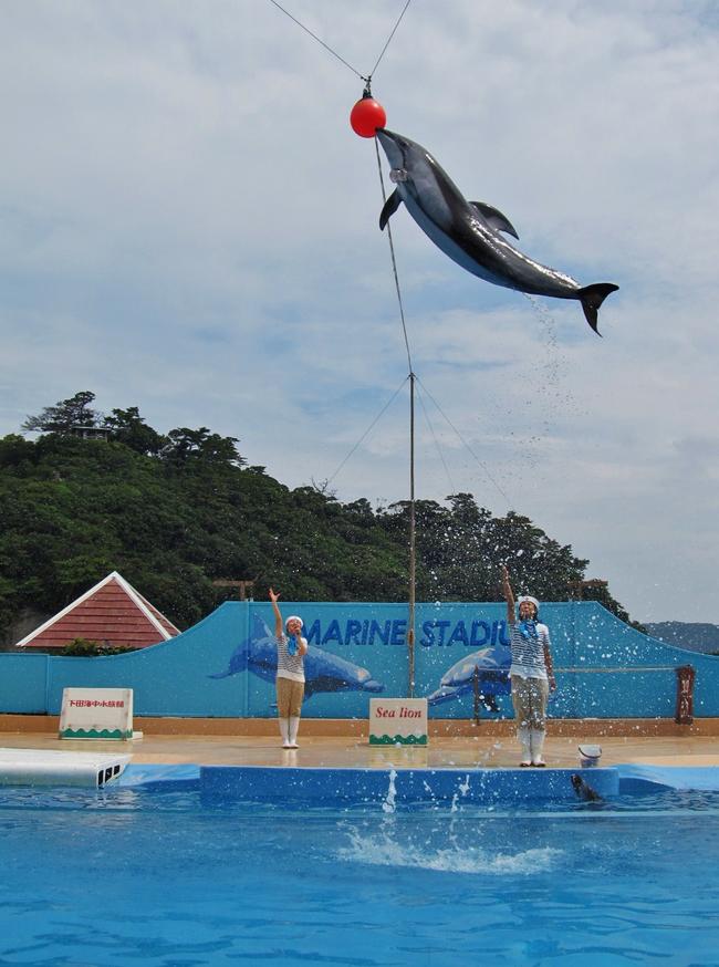 下田海中水族館 イルカショー