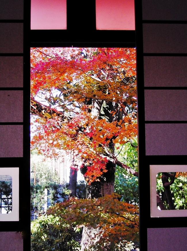 庭の紅葉