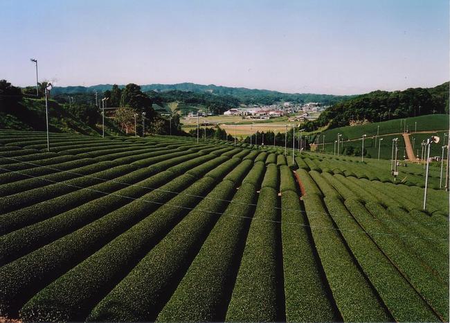 まっすぐな茶園