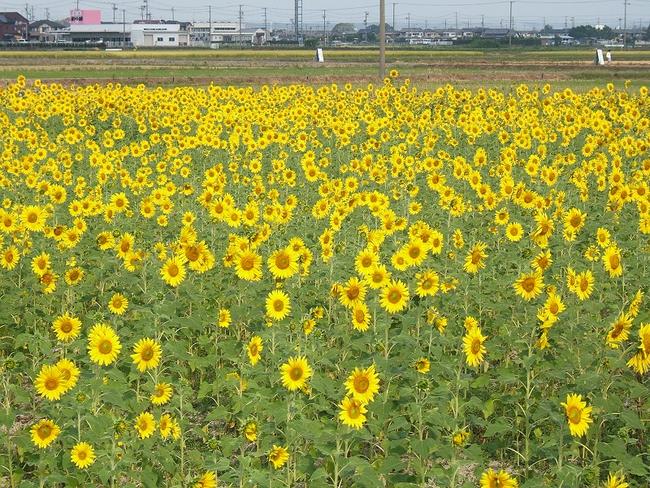 ひまわり畑