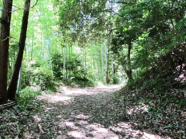 竹林・山道