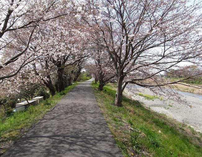 瀬戸川緑地　桜堤　