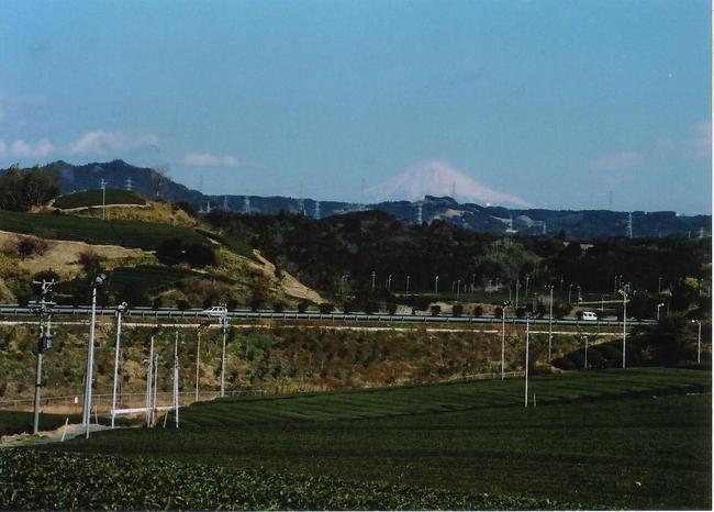 富士山の見える茶園