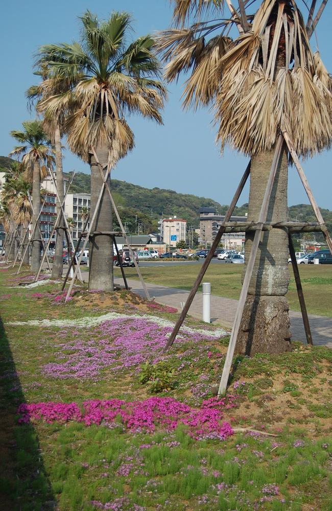 遊歩道・ヤシの木