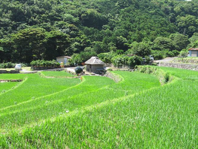北山の棚田　棚田景観