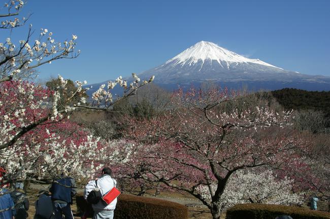 岩本山公園（梅）