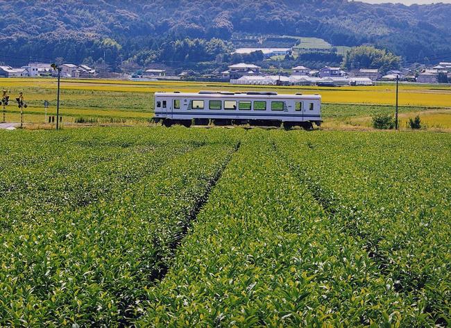 茶畑（原田駅付近）