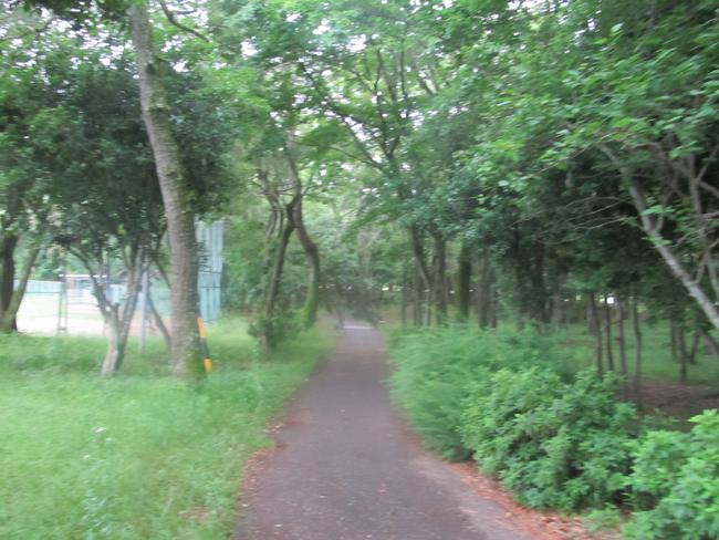豊岡総合センター　ふれあいの森　遊歩道　球場側