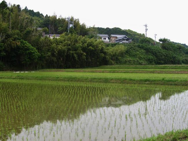 田