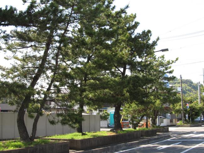 旧東海道の松並木