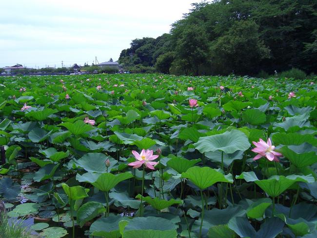 蓮華寺池公園　蓮