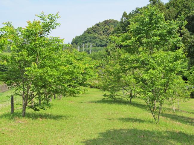 芝生・並木