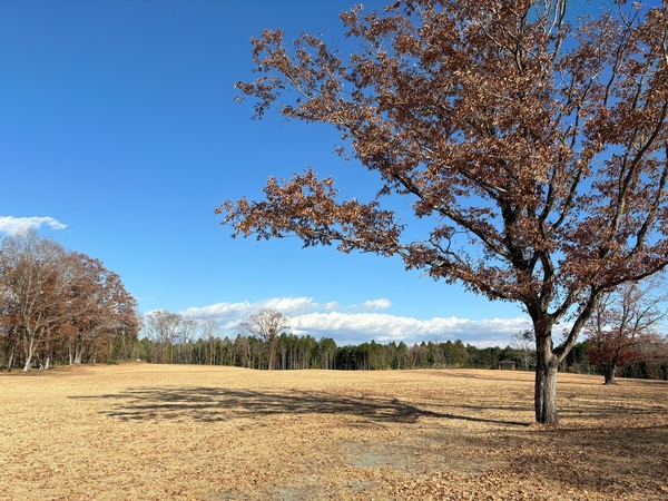 芝生広場（秋）