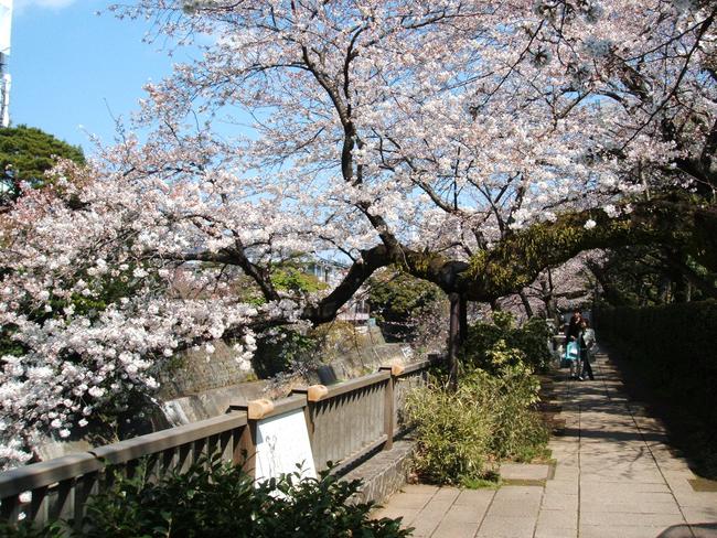 松川遊歩道（昼間）