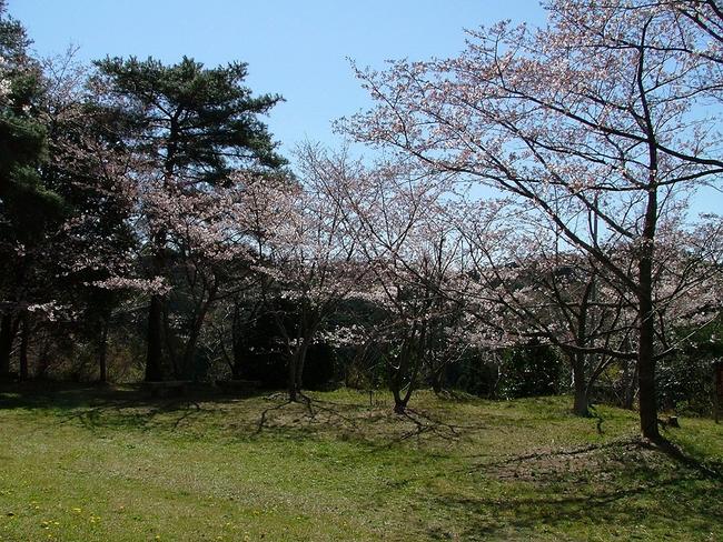 横地城跡（千畳敷）