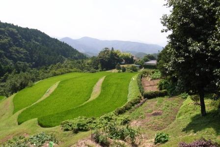 伊豆市長野地区の棚田