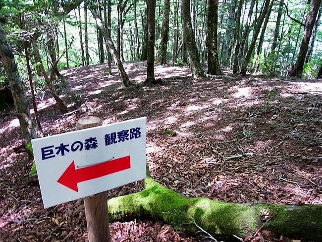 観察路