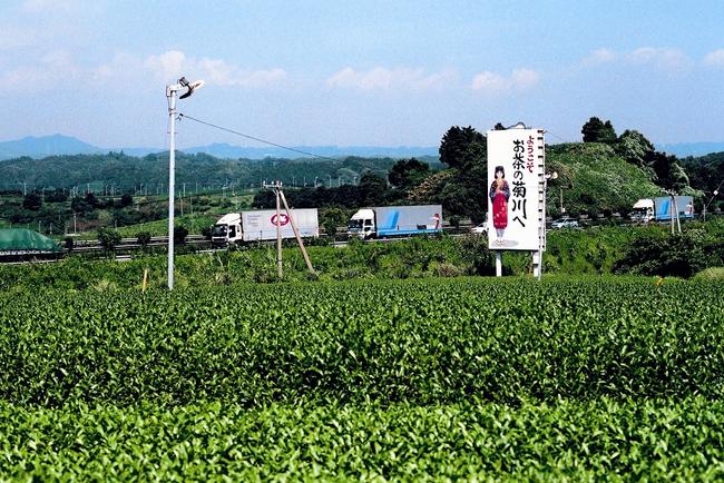 高速道路の見える茶園