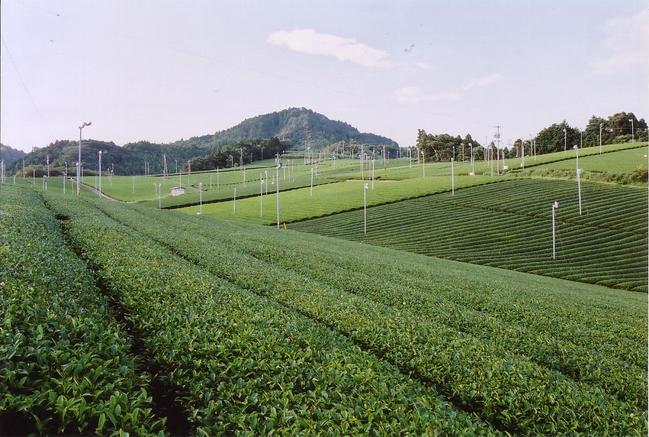 火剣山と茶園