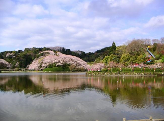 ①蓮華寺池公園　桜