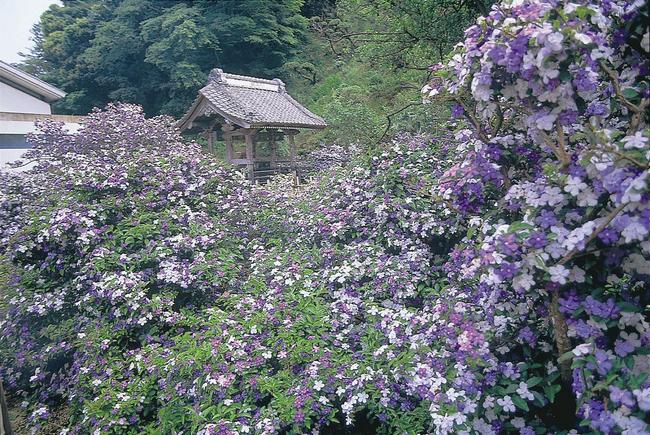 了仙寺　アメリカジャスミン