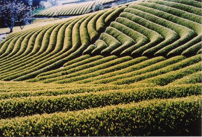 うねのカーブが美しい茶園