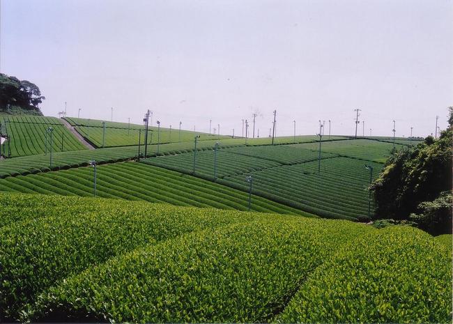 緩やかな茶園