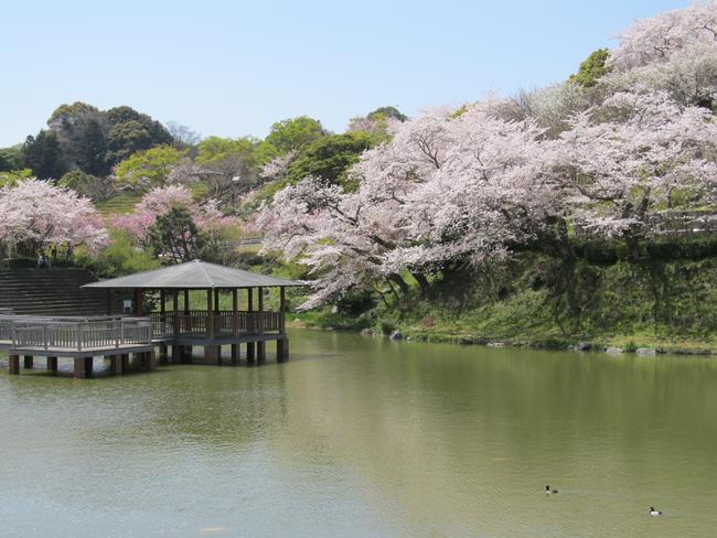 船越堤公園 桜