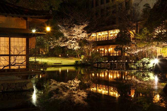 庭園の夜桜