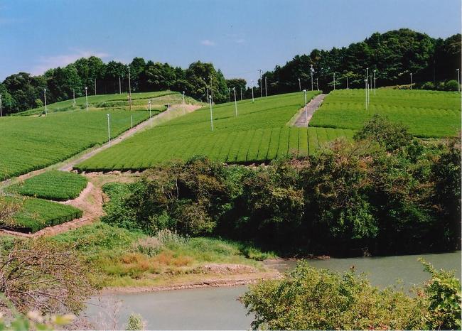 七曲池と茶園
