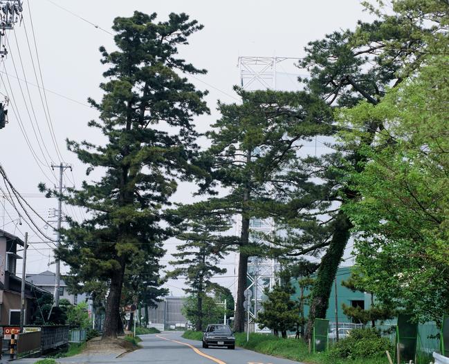 東海道松並木