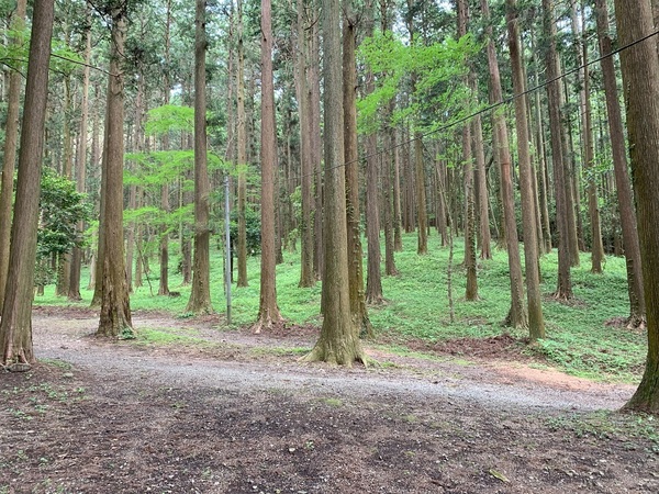 敷地内（森）