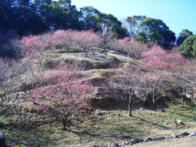 蓮華寺池公園　梅