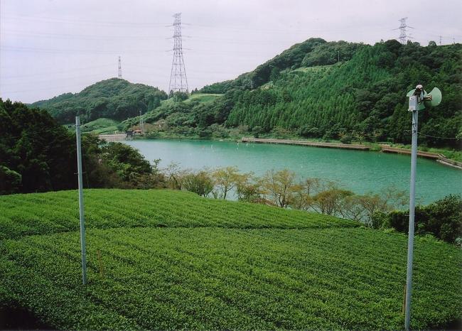 丹野池と茶園